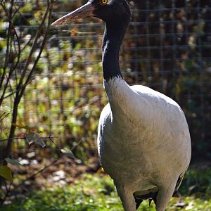 Black-necked crane