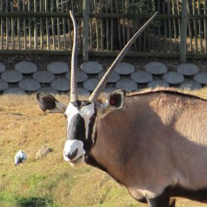 Gemsbok