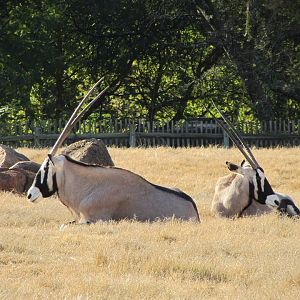 Gemsbok