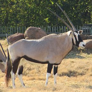 Gemsbok