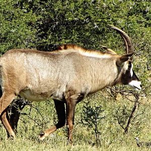 Roan Antelope Bull