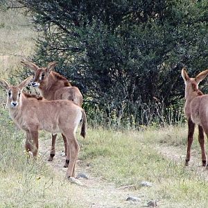 Roan Antelope Calves