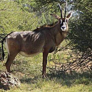 Roan Antelope Cow