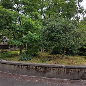 Yellow mongoose-enclosure