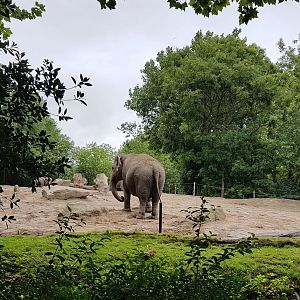 Elephant outdoor-enclosure