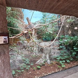 Cotton-top tamarin-enclosure