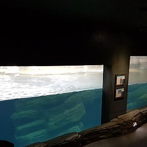 Viewing-windows Penguins