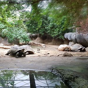 Indoor-enclosure Galapagos tortoise