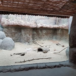 Former enclosure Rock squirrel