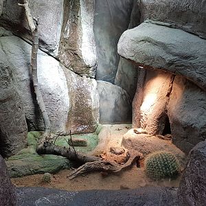 Colorado toad enclosure