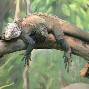 Antillean green iguana