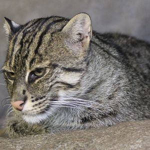 Fishing cat