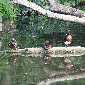 Ferruginous ducks or white-eyed pochards (Aythya nyroca), Sep 2nd, 2018