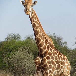 Cape Giraffe