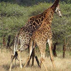 Necking Giants: Part III