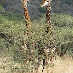 Necking Giants: Part I