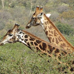 Necking Giants: Part II