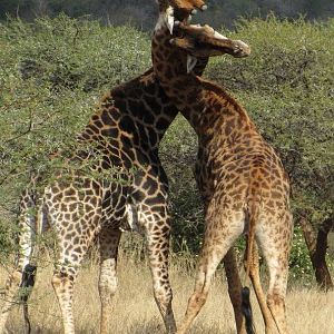 Necking Giants: Part IV