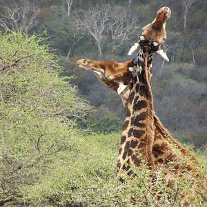 Necking Giants: Part V