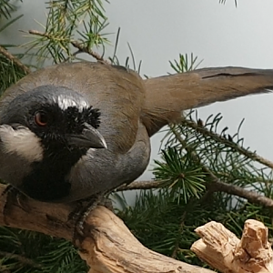 Black-throated laughing-thrush