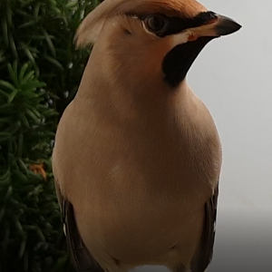 Bohemian waxwing