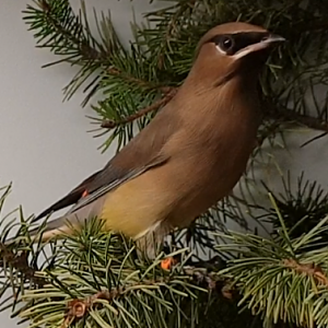 Cedar waxwing