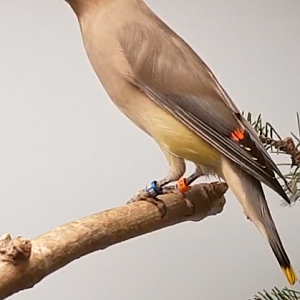 Cedar waxwing