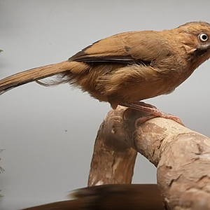 Eastern moustached laughing-thrush