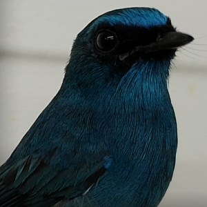 Indigo flycatcher