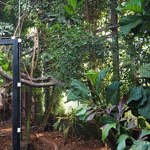 Aviary Luzon rufous hornbill - Red junglefowl (Sep 2nd, 2018)