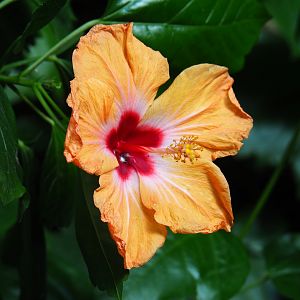 Hibiscus flower (Sep 2nd, 2018)