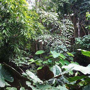 View in the Philippines section of the tropical hall (Sep 2nd, 2018)