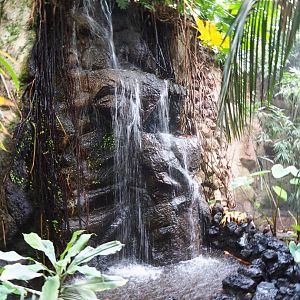 Waterfall in the Philippines section of the tropical hall (Sep 2nd, 2018)