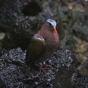 Emerald dove (Chalcophaps indica), Sep 2nd, 2018