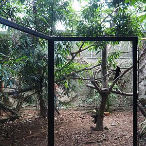 Aviary Visayan tarictic hornbill - Palawan peacock-pheasant (Sep 2nd, 2018)