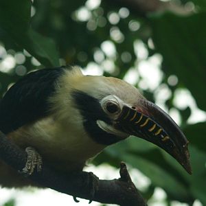 Visayan tarictic hornbill (Penelopides panini panini)