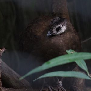 Female Palawan peacock-pheasant (Polyplectron napoleonis), Sep 2nd, 2018