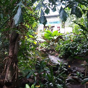 View in Philippines section of tropical hall (Sep 2nd, 2018)