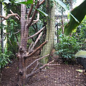 Aviary Red junglefowl - Luzon rufous hornbill (Sep 2nd, 2018)