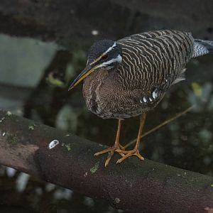 Sunbittern (Eurypyga helias), Sep 2nd, 2018