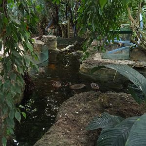 Pantanal section pool (Sep 2nd, 2018)