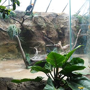 Aviary Toco toucan (Sep 2nd, 2018)