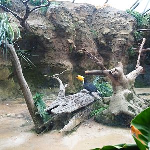 Aviary Toco toucan (Sep 2nd, 2018)