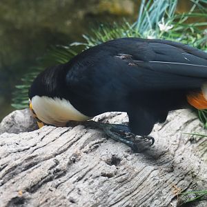 Toco toucan (Ramphastos toco) getting food out of a log (Sep 2nd, 2018)
