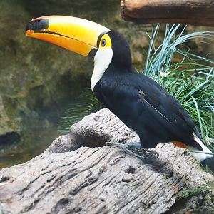 Toco toucan (Ramphastos toco) feeding (Sep 2nd, 2018)