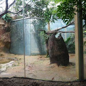 Aviary Guianan cock-of-the-rock (Sep 2nd, 2018)