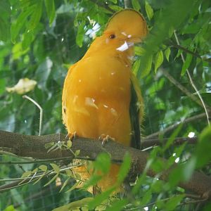 Guianan or Orange cock-of-the-rock (Rupicola rupicola), Sep 2nd, 2018