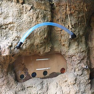 Soon-to-be leafcutter ant colony (Sep 2nd, 2018)