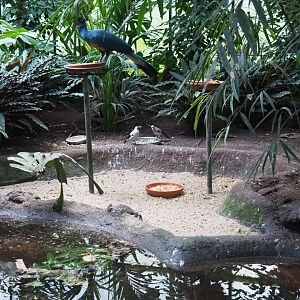 Great blue turaco (Corythaeola cristata) and wattled starlings (Creatophora cinerea) feeding (Sep 2nd, 2018)