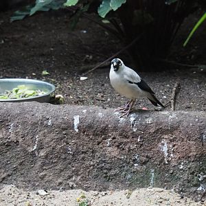 Wattled starling (Creatophora cinerea), Sep 2nd, 2018